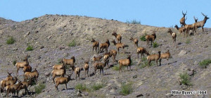 Elk on the landslide deposit.