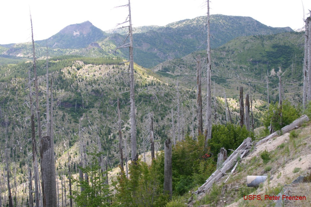 View the standing dead forest at the edge of the 1980 blast zone.